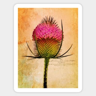 The Teasel Sticker